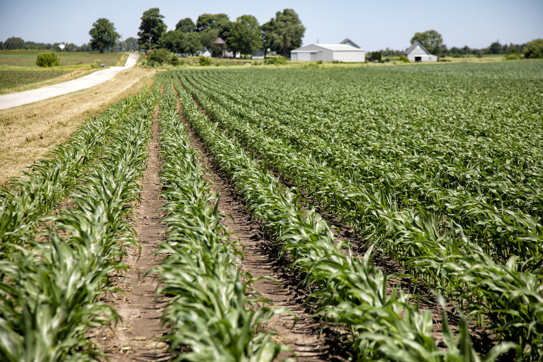 THRIVING CROP